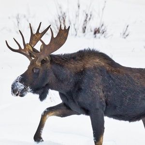 Meet your Posher, Jared